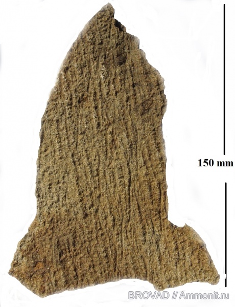 Gymnospermae, cormophyta, cordaitales