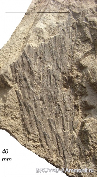 Lycopsida, cormophyta, lepidodendrales, lepidodendron rimosum