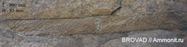 Lepidodendron aculeatum, Lycopsida, cormophyta, lepidodendrales