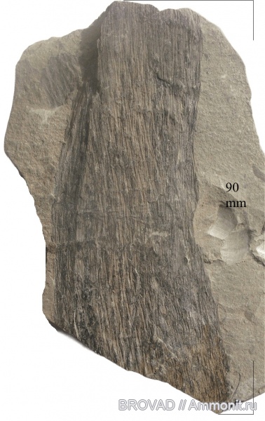 Lycopsida, cormophyta, lepidodendrales, lepidodendron rimosum