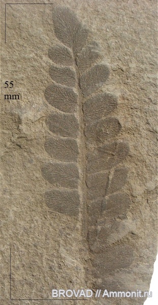 Neuropteris tenuifolia, Pteridospermae, Gymnospermae, cormophyta