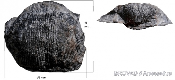 brachiopoda, Articulata, Productus sp