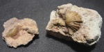 Брахиоподы Platystrophia putilovensis