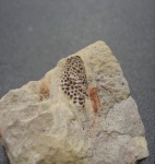 Фрагмент шипа Oracanthus vetustus