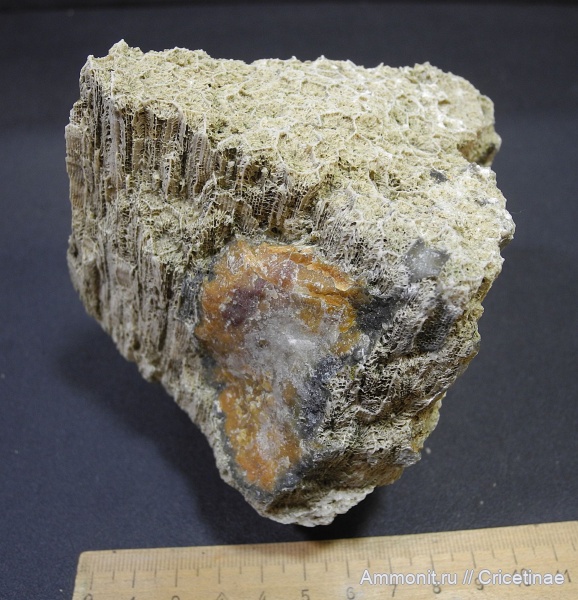 Голутвин, Щуровский карьер, Petalaxis