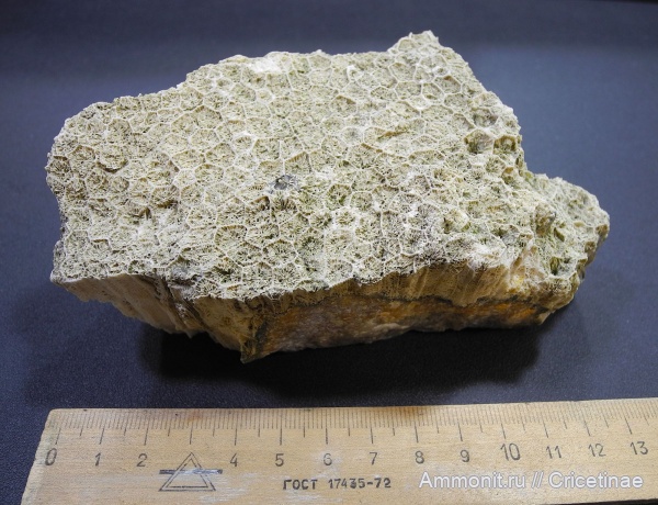 Голутвин, Щуровский карьер, Petalaxis