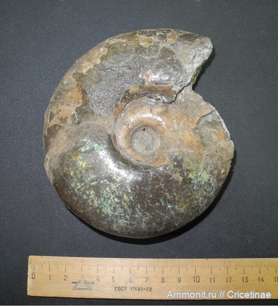 Craspedites, Craspedites okensis