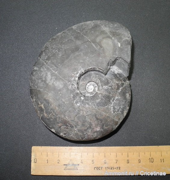 Arctoceras septentrionale, Arctoceras