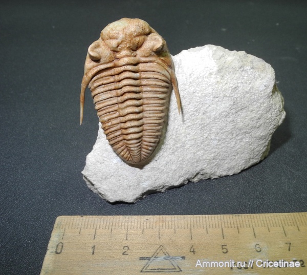 Prochasmops praecurrens, Prochasmops