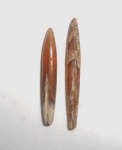 Hibolites shimanskyi