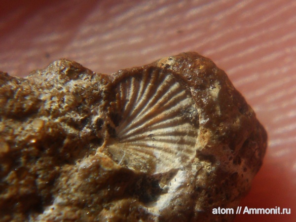 мел, двустворчатые моллюски, Саратовская область, Cretaceous