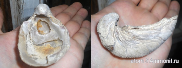двустворчатые моллюски, Gryphaea, Дубки, Саратовская область, Gryphaea dilatata