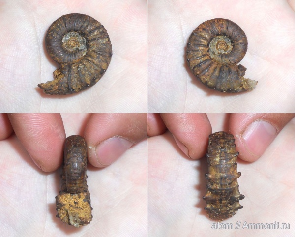 аммониты, Euaspidoceras, Дубки, Саратовская область, Ammonites, Aspidoceratidae, Aspidoceratinae