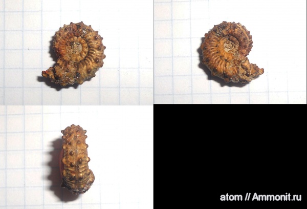 аммониты, Kosmoceras, Саратовская область, Ammonites, Kosmoceras spinosum