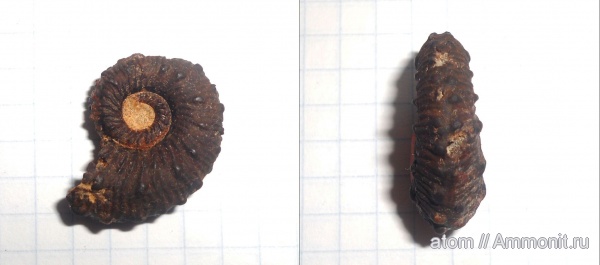 аммониты, Kosmoceras, Саратовская область, Ammonites, Kosmoceras duncani
