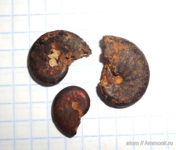 аммониты, Дубки, Саратовская область, Ammonites, Richeiceras