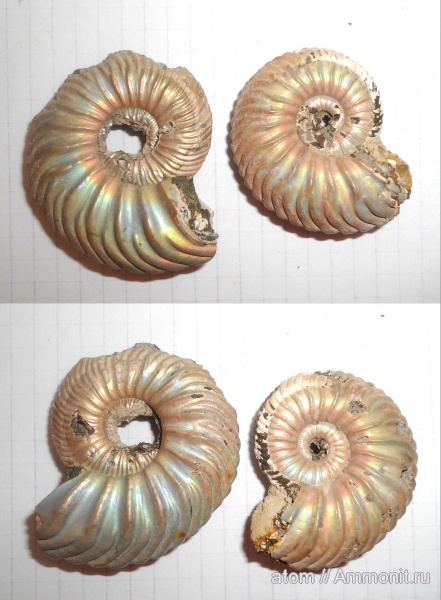 аммониты, юра, Дубки, Ammonites, Quenstedtoceras paucicostatum, Jurassic