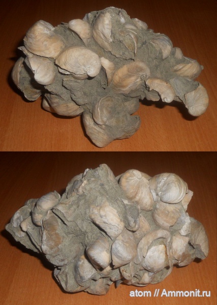 мел, Саратовская область, Amphidonta, Amphidonta conica, Нижняя Банновка, Берег Плезиозавров