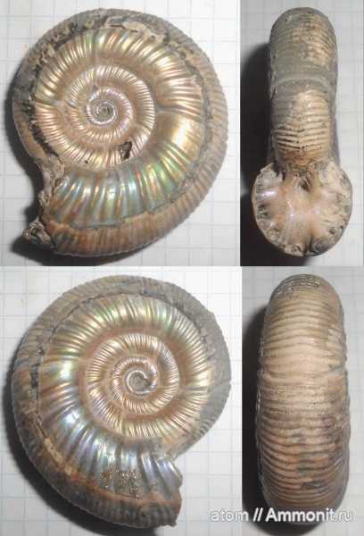 аммониты, юра, Дубки, Perisphinctidae, Саратовская область, Alligaticeras, Ammonites, Jurassic