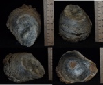 Фрагмент раковины Gryphaea dilatata с отпечатком раковины другого моллюска