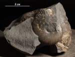 Adabofoloceras belinskji Besnosov в конкреции с фрагментом Dinolytoceras zhivagoi Besnosov