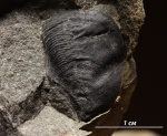 Аптих аммонита, предположительно, Dinolytoceras zhivagoi