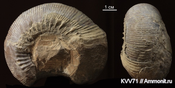 Cadomites, Stephanoceratoidea