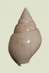 Pictavia laevigata (Rouillier, 1848)