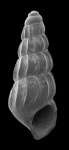 Boreomica undulata (Tulberg, 1881), экоморфа А