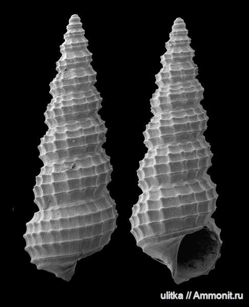 неоген, Bittium, Краснодарский край, р. Пшеха, тархан, милоцен