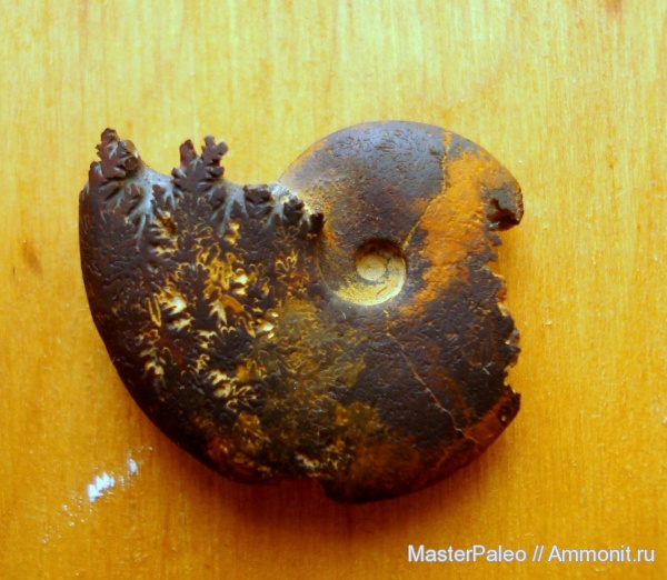аммониты, Крым, Ammonites