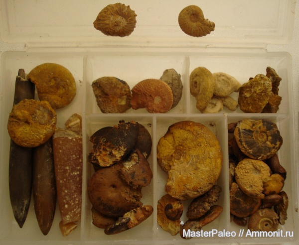 аммониты, белемниты, серпулы, Крым, Serpulidae, Ammonites, belemnites