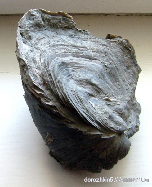 мел, Cretaceous