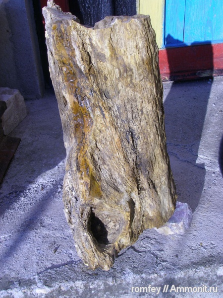 окаменевшее дерево, опализированная древесина, Болгария, вкаменело дърво