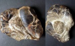 Рак 68мм Hoploparia dentata (Roemer)