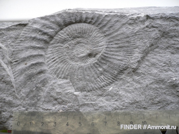 аммониты, Ammonites, Lithacoceras