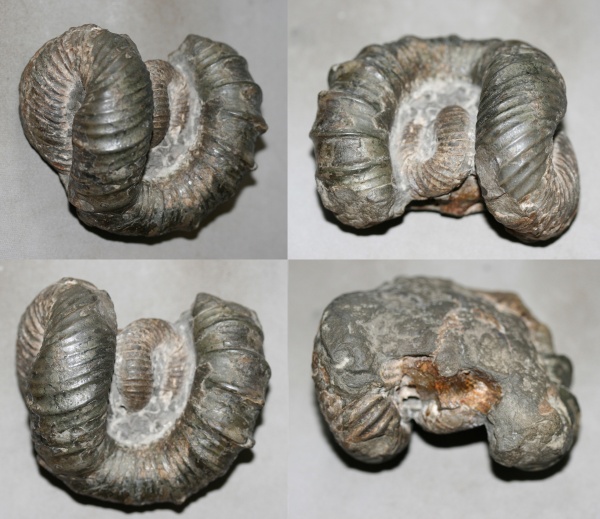 гетероморфные аммониты, Nipponites, heteromorph ammonites