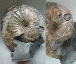 "Поломанный" Craspedodiscus.