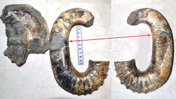 нижний мел, аптский ярус, Audouliceras