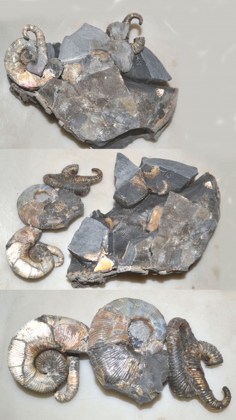 нижний мел, аптский ярус, Audouliceras