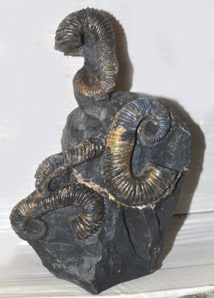 нижний мел, аптский ярус