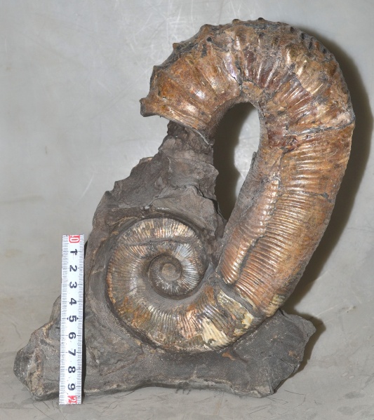 нижний мел, аптский ярус, Audouliceras