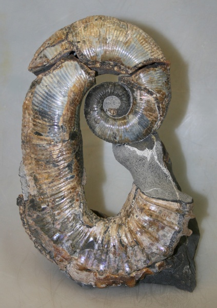 нижний мел, аптский ярус, Audouliceras