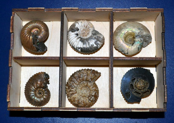 "Дорогами ветров." Клуб для юных палеонтологов.