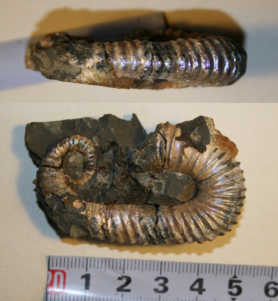 нижний мел, аптский ярус, Toxceratoides