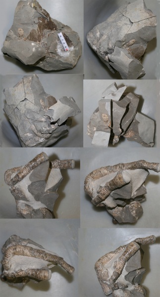 Верхний мел. Коньякский ярус. Сахалин