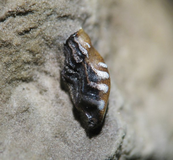 Poecilodus, Cochliodontiformes