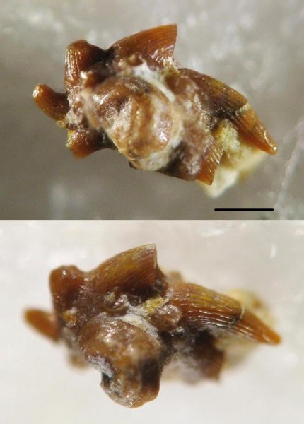 ротожаберные зубы, Stethacanthus, Symmoriiformes