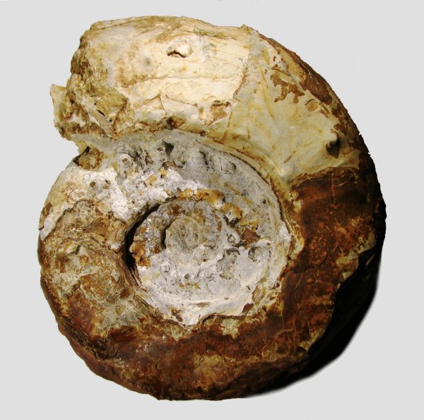 кимеридж, Aspidoceras, Aspidoceratidae, Aspidoceratinae, Kimmeridgian, Upper Jurassic