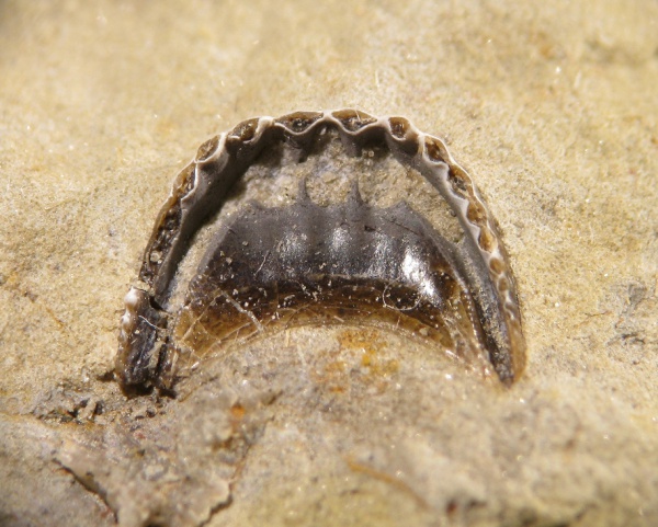 Petalodontiformes, Pristodus